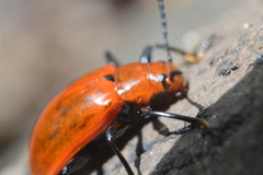 Strongylium hoepfneri