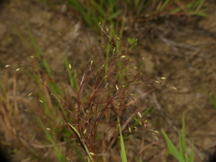 Digitaria cognata