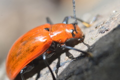 Strongylium hoepfneri