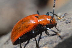 Strongylium hoepfneri