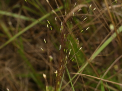 Digitaria cognata