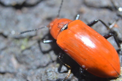 Strongylium hoepfneri