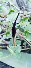 Aristolochia wrightii