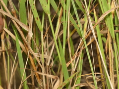 Digitaria cognata