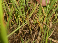 Digitaria cognata