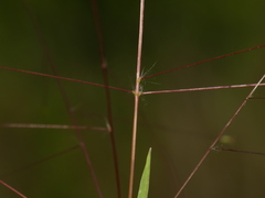 Digitaria cognata