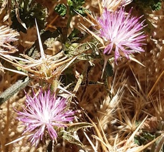 Centaurea calcitrapa calcitrapa