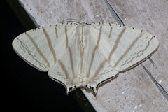 Urapteroides astheniata