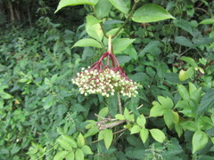 Sambucus nigra