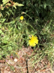 Picris hieracioides morrisonensis
