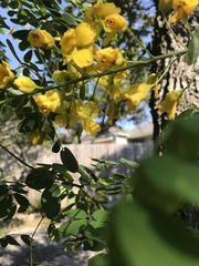 Erythrostemon mexicanus