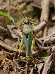 Zonocerus variegatus