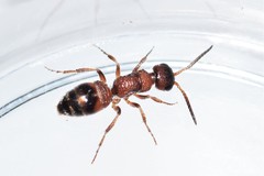 Myrmosa unicolor