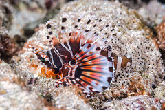 Zebra Turkeyfish photo 5