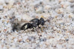 Oxybelus bipunctatus