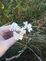 Achillea millefolium