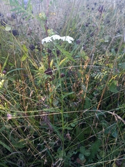 Achillea millefolium
