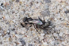 Oxybelus bipunctatus