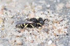 Oxybelus bipunctatus