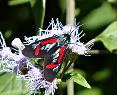 Cyanopepla pretiosa