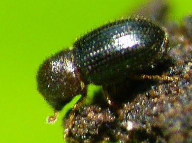coffee berry beetle