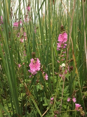 Sidalcea hendersonii