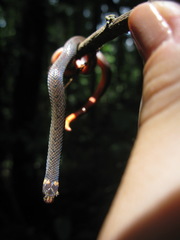 Atractus collaris