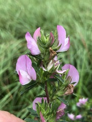 Ononis spinosa austriaca