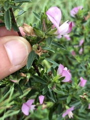 Ononis spinosa austriaca