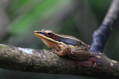 Indosylvirana aurantiaca