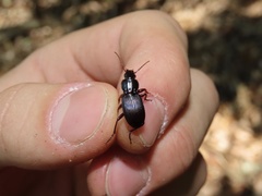 Pterostichus tristis