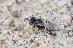 Oxybelus bipunctatus