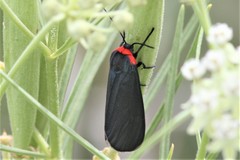 Pygoctenucha terminalis