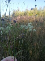 Pimpinella saxifraga