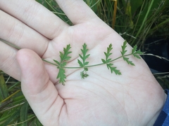 Pimpinella saxifraga