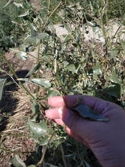 Atriplex sagittata