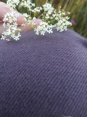 Pimpinella saxifraga