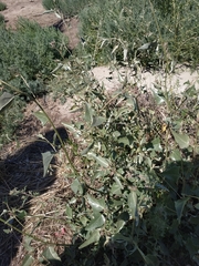 Atriplex sagittata
