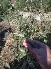 Atriplex sagittata