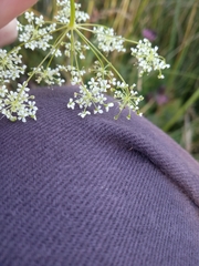 Pimpinella saxifraga