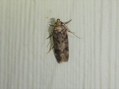 Chionodes thoraceochrella