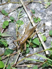 Hexacentrus fuscipes