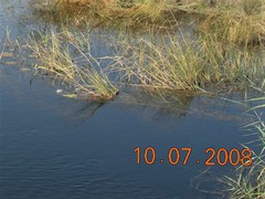 Andropogon pseudapricus