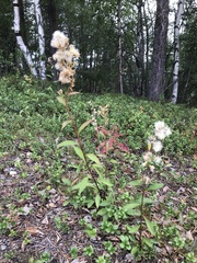 Solidago virgaurea lapponica
