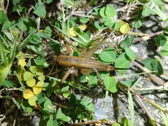 Hexacentrus fuscipes