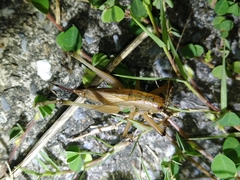 Hexacentrus fuscipes