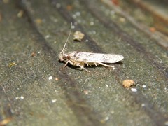 Chionodes thoraceochrella