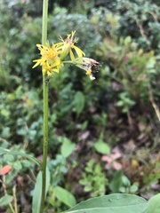 Solidago virgaurea lapponica