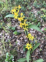 Solidago virgaurea lapponica