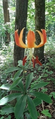 Lilium michauxii